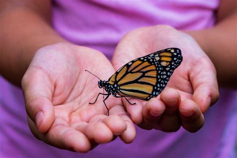 Where Do Monarch Butterflies Migrate To In The Winter Answered