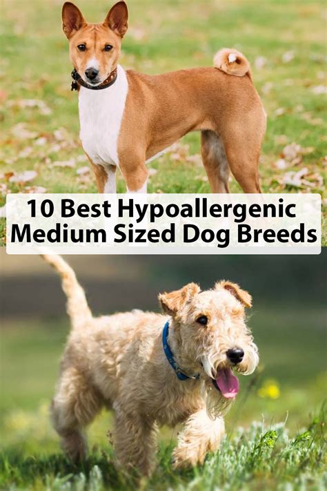 These workaholics are arguably the best sheep herders. Here a list of 10 best hypoallergenic medium sized dog ...