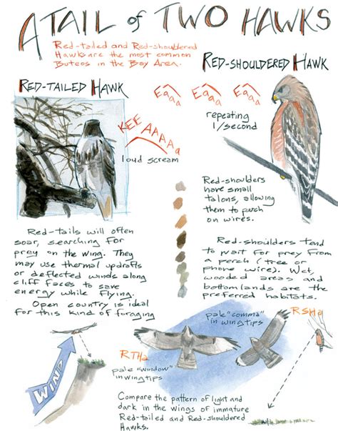 Bay Nature Magazine How To Identify Red Shouldered And Red Tailed Hawks