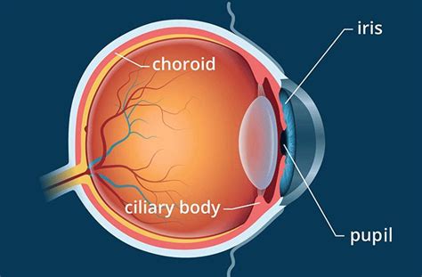 Ciliary Body All About Vision