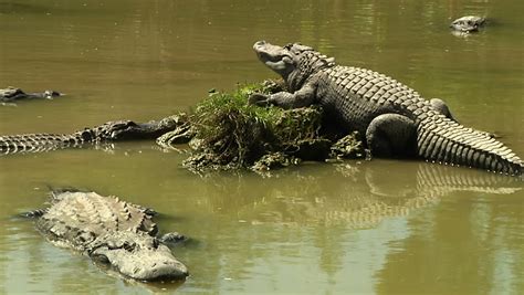 Many Crocodiles Swimming In The Water Stock Footage Video 10344692