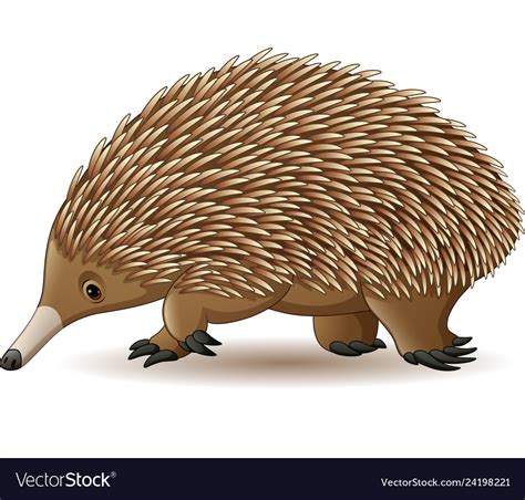Echidna Isolated On White Background Royalty Free Vector