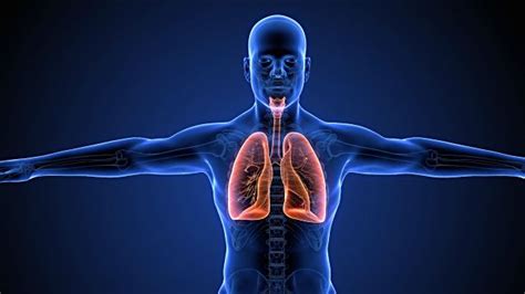 El Sistema Respiratorio Areaciencias