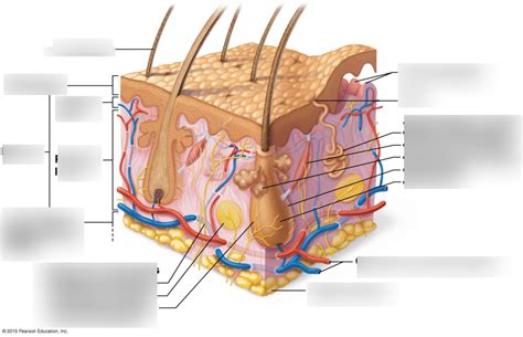 Microscopic View Of The Skin And Underlying Subcutaneous Tissue Diagram