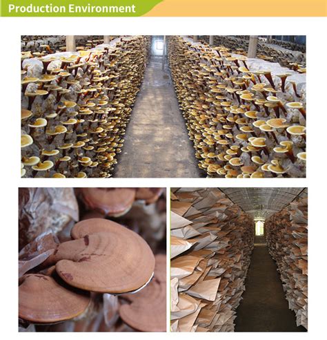 No.22 chaoyangmen north street, chaoyang district, beijing, china postcode europa gmbh address: Organic Bio Herb Mushroom Suppliers Lingzhi Ganoderma Lucidum Reishi Extract Powder products ...