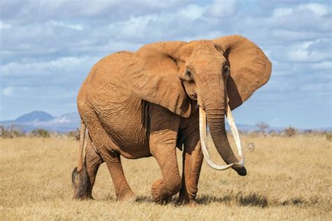 21 Amazing Elephant Facts African Elephant Facts