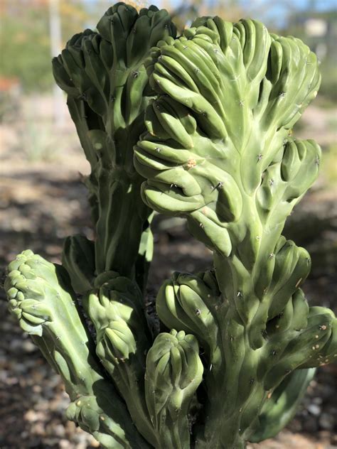 How much light does a cactus need? What Can Cacti Tell Us About Cancer? | KJZZ