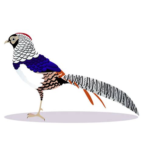 Cartoon Of A Pheasant Flying Illustrations Royalty Free Vector