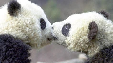 Science Explains Why Pandas Have So Little Sex