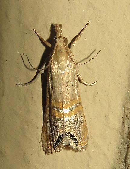 Sonoran Desert Moth Euchromius Bugguidenet