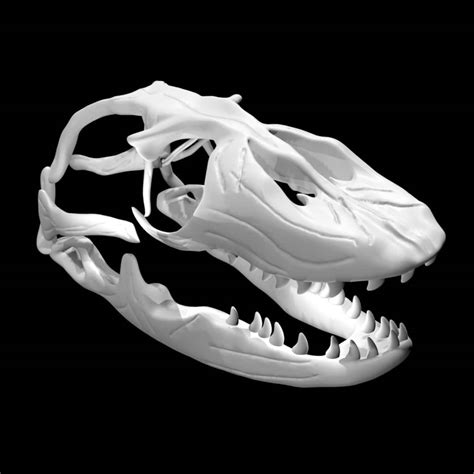 Monitor Lizard Skull 3d Model Rigged And Low Poly Team 3d Yard