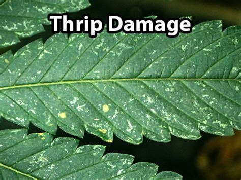Thrips And Cannabis How To Identify And Get Rid Of It Quickly
