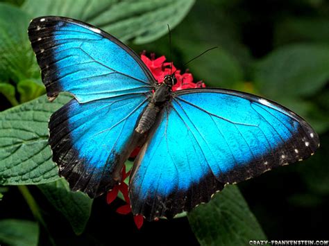 Download Beautiful Butterfly Photos ~ 521 Entertainment World