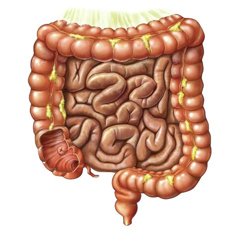 Small Intestine 1 Photograph By Asklepios Medical Atlas Pixels Merch