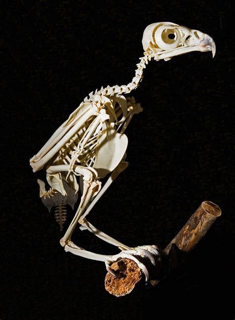 Powered By Businessbirds Anatomy Of Avian Skeletal System