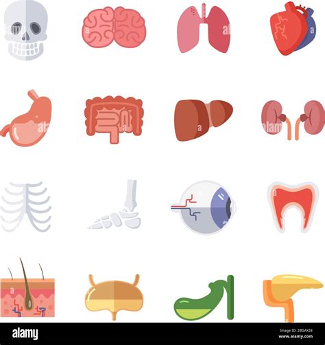 Anatomie Homme Organes Imágenes Vectoriales De Stock Alamy
