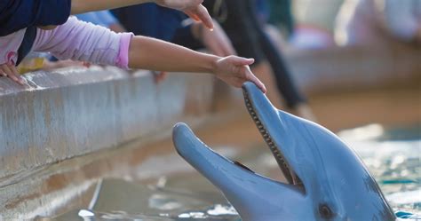 Everything To Know About Marine Animals Captivity ‣ Mundo Azul