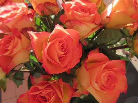 Rosen Blumen Rosa Kostenloses Foto Auf Pixabay