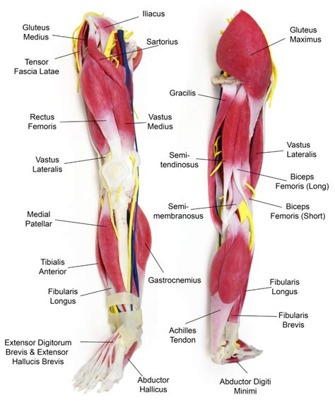 Anatomy Leg 3 847x1024