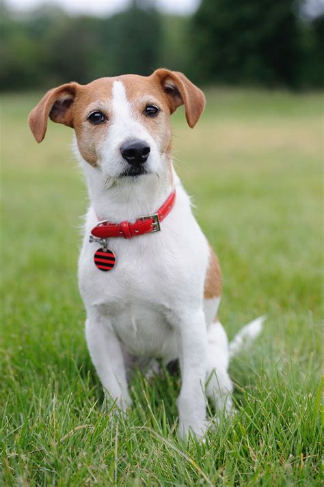 Thinking Of Getting A Terrier Mix Dog As Your Pet Then Read This