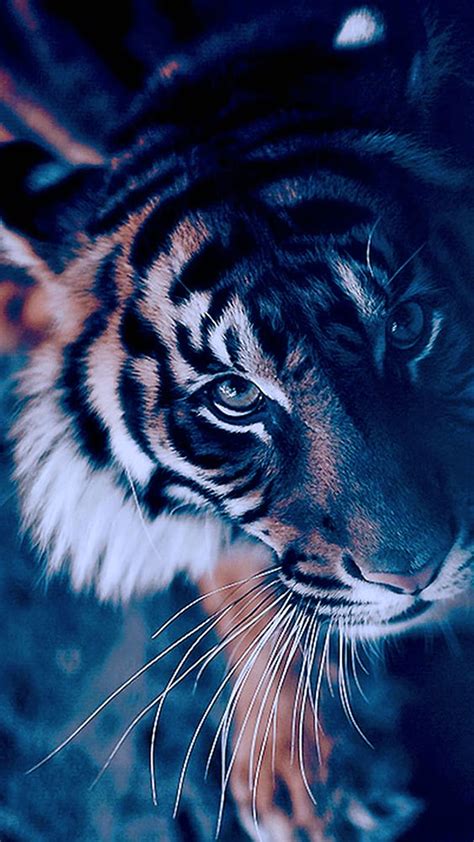 Detalles más de 78 fondo pantalla tigre muy caliente camera edu vn