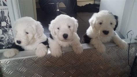 Old English Sheepdog Puppies For Sale San Diego Ca 158777