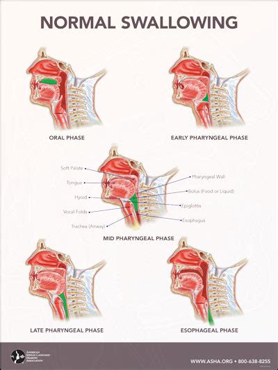 Normal Swallowing Poster