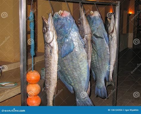 Huge Fish Hanging On The Hooks Stock Photo Image Of Ocean Fresh