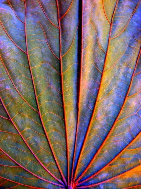10 Best Natural Patterns Images Patterns In Nature Textures Patterns Natural Forms