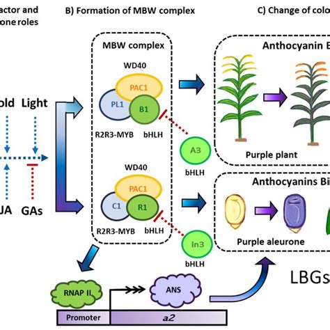 Summary Of Anthocyanin Genes In The Maize Flavonoid Pathway Download