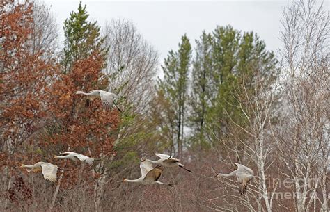 Fall Migration Sandhill Flights Photograph By Natural Focal Point