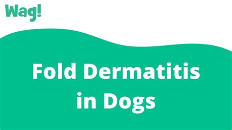 Fold Dermatitis In Dogs Wag Youtube