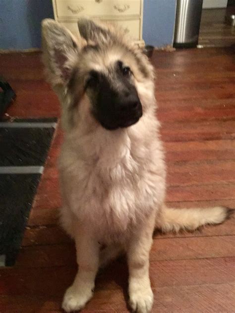 Shiloh Shepherd Puppies For Sale Ontario Shiloh Shepherd Puppies For