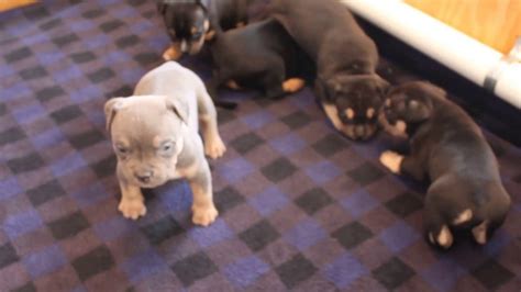 When it comes to producing a litter of puppies, some breeders are wanting to produce a certain color. Tri American Bully Puppies For Sale @stuntsocietybullies - YouTube