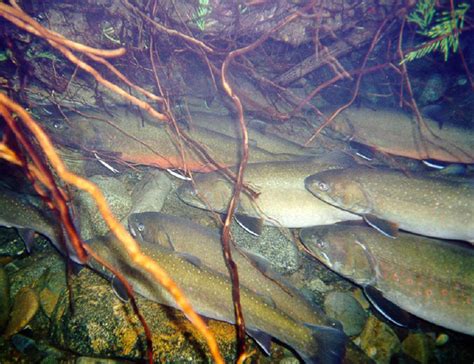 Spawning Surveys In The Flathead Show Positive Results For Bull Trout