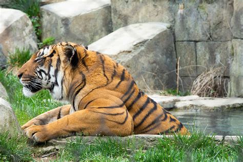 Bashir And Arya Malayan Tigers Carnivore Courtship Zoo Knoxville