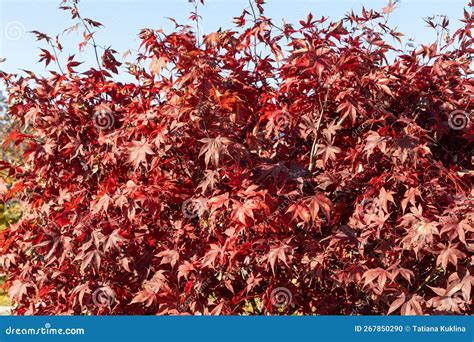 A Maple Tree With Red Leaves Is On A Blurred Background Stock Photo