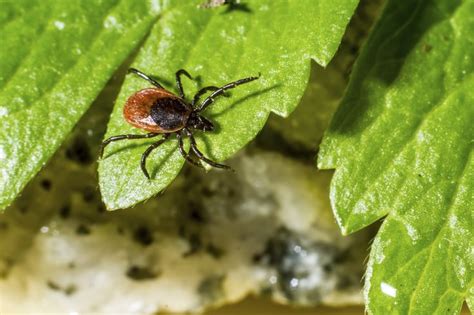 No gardener wants to see insects wreaking havoc on a bed full of ripening produce. How To Keep Ticks Out Of Your Yard And Garden - The Plant ...