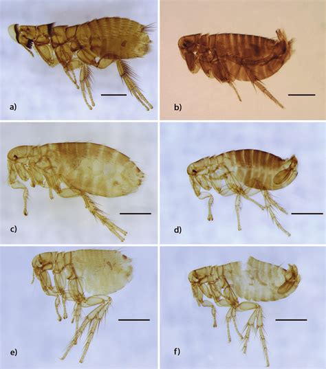 Species Of Fleas Representing The First Record For La Rioja Province