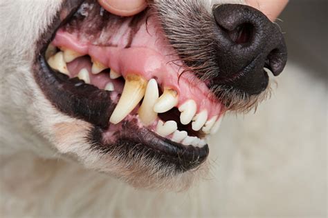 In Dogs Does Feeding Raw Dietary Treats Reduce Or Prevent Periodontal
