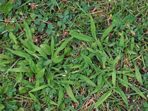 Help Your Lawn Recover From The Hot Dry Summer Brookfield Wi Patch