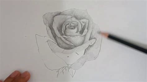 Cara Menggambar Sketsa Bunga Mawar