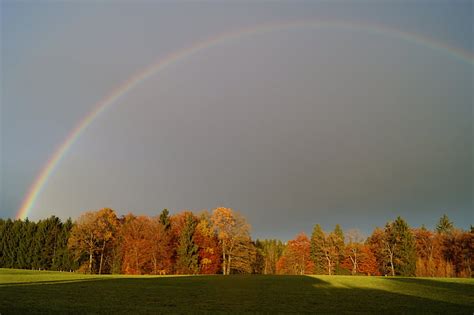 Free Photo Rainbow Rainbow Colors Forest Landscape Rain Hippopx