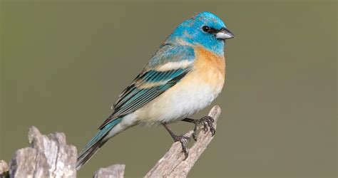 Photos And Videos For Lazuli Bunting All About Birds Cornell Lab Of