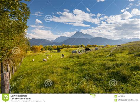 Fresh Green Meadow With Sheeps And Mountains Stock Photo Image Of