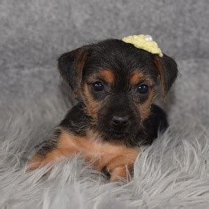 Puppy avenue has akc registered teacup and mini yorkie poo puppies for sale in california. Yorkie Mix Puppies For Sale in PA | Yorkie Mixed Puppy ...