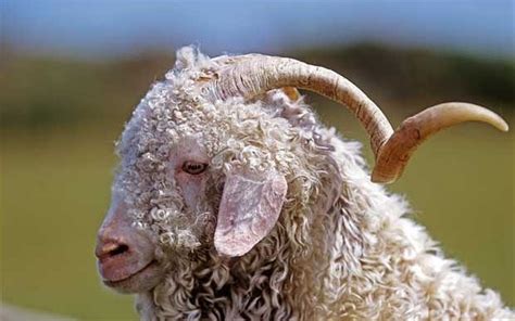 Scientists Clone Cashmere Goats In Bid To Increase Wool Production