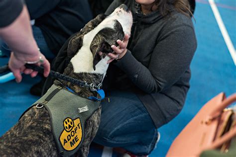 Photos from the Long Island Pet Expo - LONG ISLAND NEWBORN AND PET