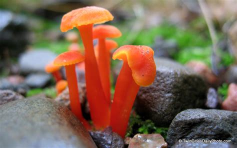 Orange Psychedelic Mushrooms All Mushroom Info