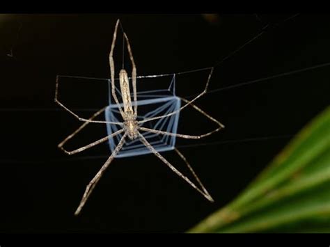 Net Casting Spider Youtube